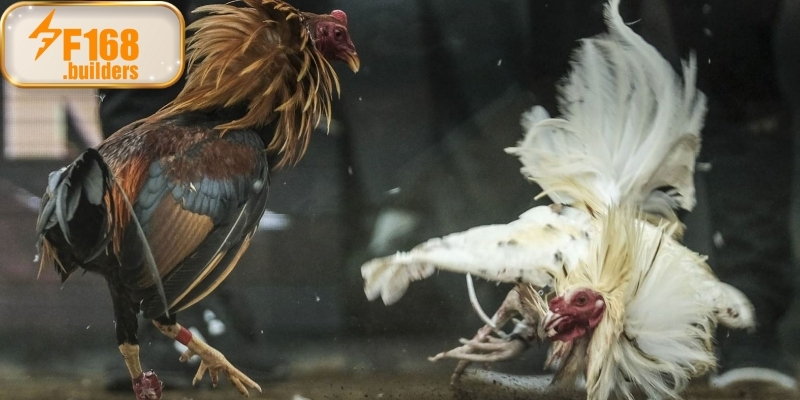 Đá gà Campuchia – Tinh hoa chiến kê hàng đầu Đông Nam Á