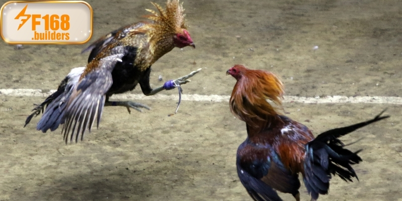 Giới thiệu chung về khái niệm đá gà Campuchia