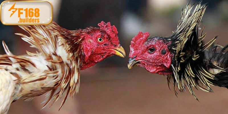 Kinh nghiệm của chuyên gia khi xem và dự đoán đá gà Campuchia