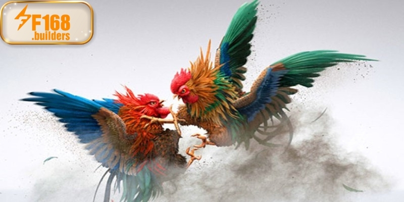 Đá gà cựa dao – Bộ môn của tốc độ và bản lĩnh tại F168