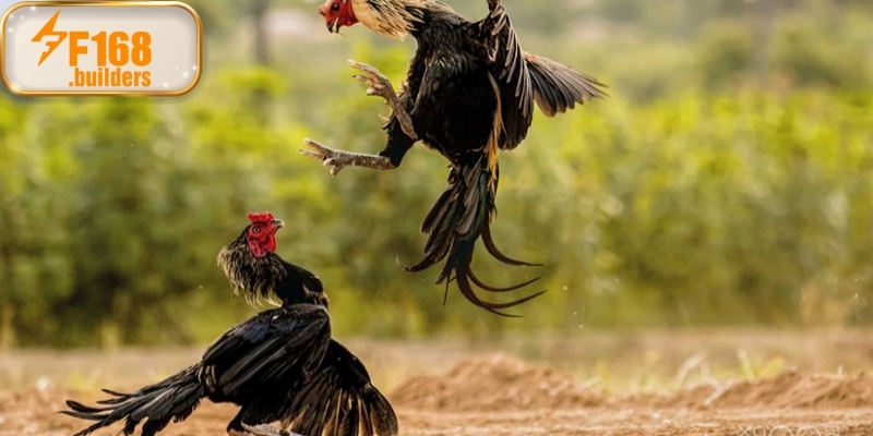 Giới thiệu chung về bộ môn đá gà cựa dao