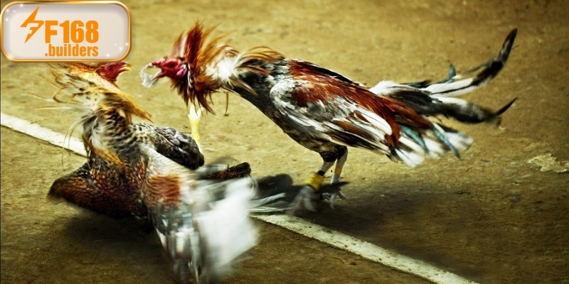 Sơ lược chung về khái niệm đá gà cựa sắt Sơ lược chung về khái niệm đá gà cựa sắt