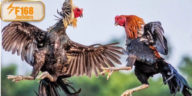 Kinh nghiệm xem và phân tích đá gà cựa sắt Kinh nghiệm xem và phân tích đá gà cựa sắt