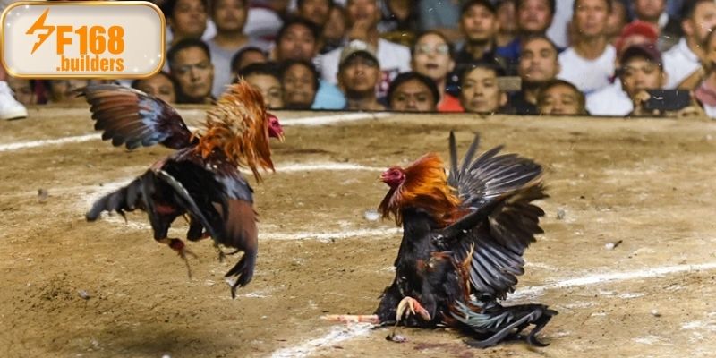 Đá gà F168 sở hữu giao diện trực tuyến hiện đại nhất 2025