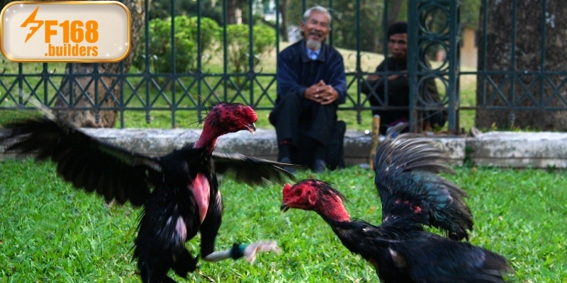 Vì sao nên theo dõi đá gà nòi tại F168 Vì sao nên theo dõi đá gà nòi tại F168 78