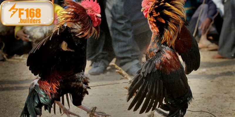 Tỷ lệ và cách đặt cược đá gà philippines Tỷ lệ và cách đặt cược đá gà philippines