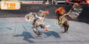 Đá gà tre xóm làng – Hơi thở truyền thống nhịp sống hiện đại