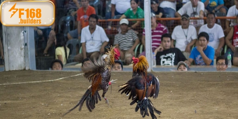 Khái niệm đá gà tre xóm làng dành cho tân binh