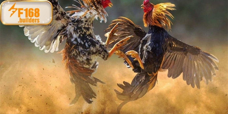 Kinh nghiệm nuôi và huấn luyện gà tre đá xóm làng