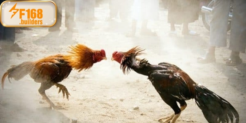 Kinh nghiệm xem đá gà online cho người yêu gà làng