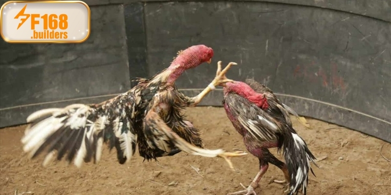 Đá gà trực tiếp là hình thức phát sóng qua hệ thống camera chuyên dụng